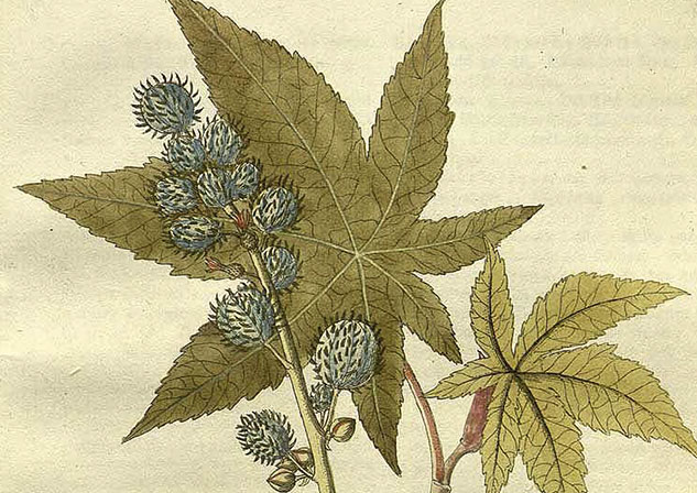 óleo de Rícino (mamona) para cabelos